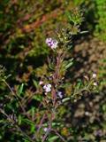Satureia hortensis